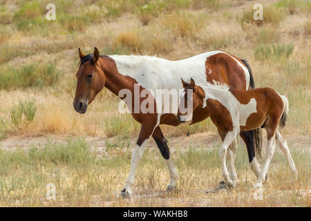 USA, Utah, Tooele County. Wilde Stute Pferd und Fohlen. Credit: Cathy und Gordon Illg/Jaynes Galerie/DanitaDelimont.com Stockfoto