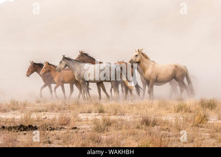 USA, Utah, Tooele County. Wilde Pferde und Staub. Credit: Cathy und Gordon Illg/Jaynes Galerie/DanitaDelimont.com Stockfoto