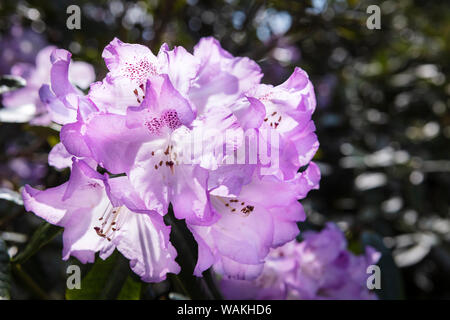 Cluster von rosa Magenta rhododendron Blumen in voller Blüte. Stockfoto
