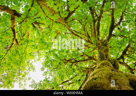 Bigleaf Maple (Acer macrophyllum) Baker River, North Cascades National Park, Washington State Stockfoto