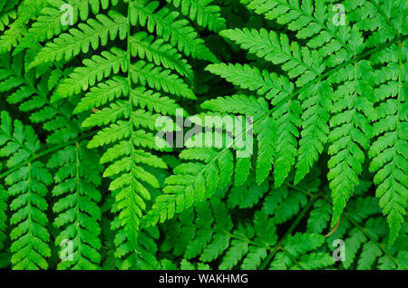 Lady-Farn (Athyrium filix-Femina) Stockfoto