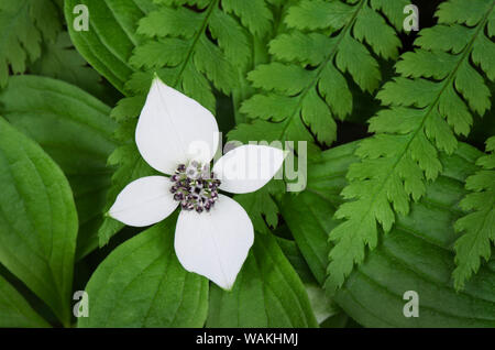 Bunchberry (Cornus canadensis) und Eiche Farn (Gymnocarpium dryopteris) Stockfoto