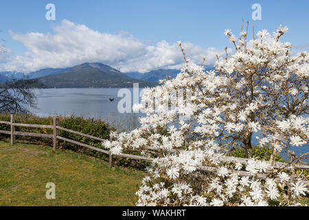 USA, Washington State, Scenic Beach State Park. Magnolienbaum Blumen und Haube Kanal. Credit: Don Paulson/Jaynes Galerie/DanitaDelimont.com Stockfoto