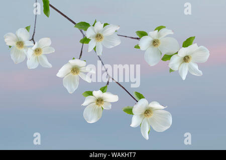 USA, Washington State, seabeck. Pacific hartriegel Blüten Nahaufnahme. Credit: Don Paulson/Jaynes Galerie/DanitaDelimont.com Stockfoto