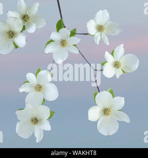 USA, Washington State, seabeck. Pacific hartriegel Blüten Nahaufnahme. Credit: Don Paulson/Jaynes Galerie/DanitaDelimont.com Stockfoto