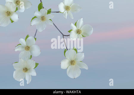 USA, Washington State, seabeck. Pacific hartriegel Blüten Nahaufnahme. Credit: Don Paulson/Jaynes Galerie/DanitaDelimont.com Stockfoto