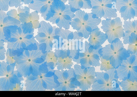 USA, Washington State, seabeck. Layout von hortensien Blüten. Credit: Don Paulson/Jaynes Galerie/DanitaDelimont.com Stockfoto