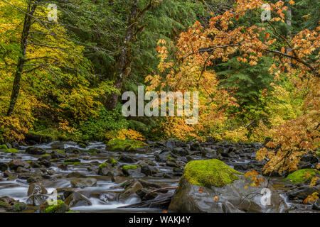 USA, Washington State, Olympic National Park. Weinstock Ahorn und Sol Duc Fluss im Herbst. Credit: Don Paulson/Jaynes Galerie/DanitaDelimont.com Stockfoto