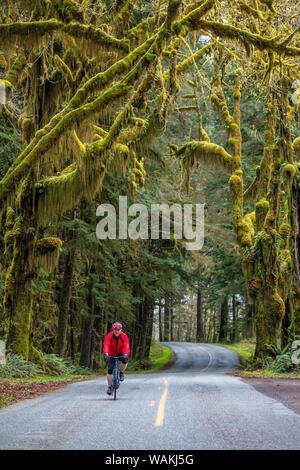 Straße Radfahren auf der Hoh Straße in Olympic National Forest, Washington State, USA (MR) Stockfoto