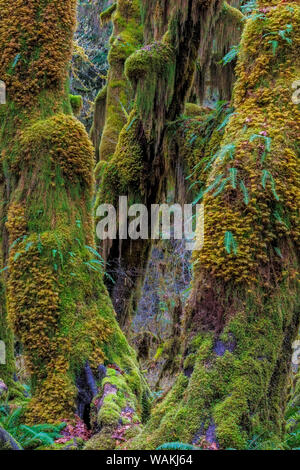Hall von Moosen in den Hoh Regenwald der Olympic National Park, Washington State, USA Stockfoto