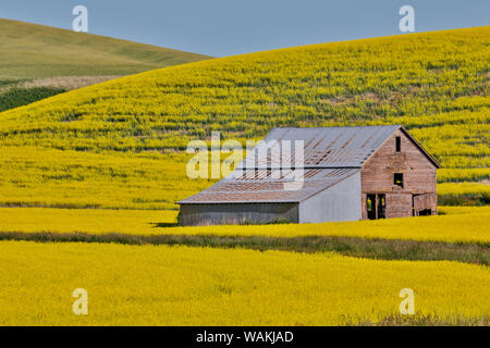 Alte hölzerne Scheune in Bereich der Raps auf Oakesdale Straße in Eastern Washington Stockfoto