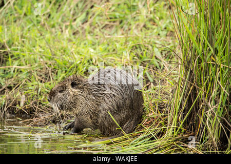 Aberdeen, Washington State, USA. Nutria in Ridgefield National Wildlife Refuge. Nutrias, auch als der Fluss Ratte oder nutria genannt, ist eine große, Allesfresser, semi-aquatischen Nagetier. Stockfoto