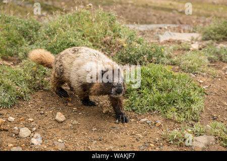 Mount Rainier National Park, Washington State, USA. Hoary marmot Wandern unter den Laubbäumen Lupinen Wildblumen. Stockfoto