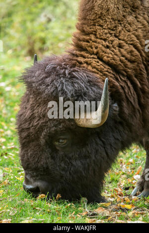 Eatonville, Washington State, USA. Porträt einer amerikanischen Bison essen Gras in Northwest Trek Wildlife Park. Stockfoto