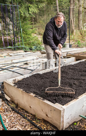 Issaquah, Washington State, USA. Mann mit einem Garten Harke ein frisch kompostiert angehoben Garden Bed. (MR, PR) Stockfoto