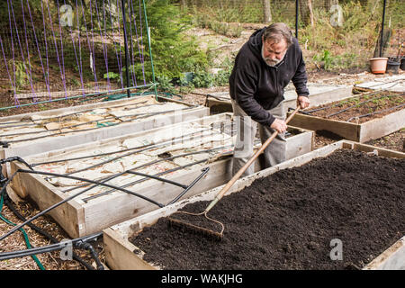 Issaquah, Washington State, USA. Mann mit einem Garten Harke ein frisch kompostiert angehoben Garden Bed. (MR, PR) Stockfoto