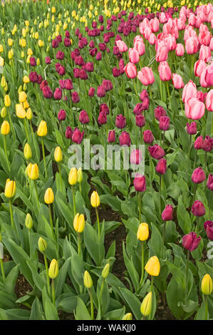 Washington State, USA. Gelb, Violett und Rosa Tulpen wachsen in Zeilen. Stockfoto