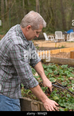 Issaquah, Washington State, USA. Mann Jäten und das Verdünnen einer Erdbeere Garten. (MR, PR) Stockfoto