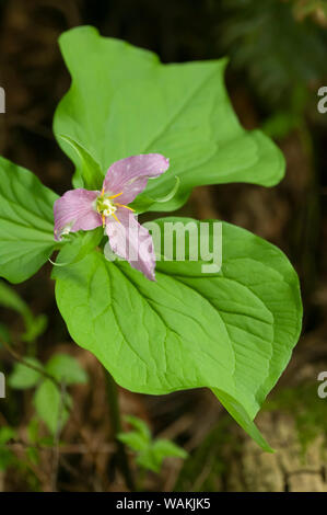 Issaquah, Washington State, USA. Western Trillium oder Wake Robin wildflower. Stockfoto