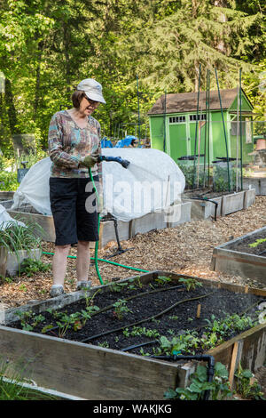 Issaquah, Washington State, USA. Frau hand - Bewässerung ihr Bett Garten nach dem Pflanzen und Samen in einer Gemeinschaft garten angehoben. (MR, PR) Stockfoto