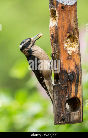 Issaquah, Washington State, USA. Weibliche Hairy Specht Essen aus einem Protokoll Nierenfettzufuhr im Frühjahr. Stockfoto