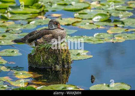 Juanita Bay Park, Kirkland, Washington State, USA. Weibliche Holz Ente sitzend auf ihrem Nest auf einem Baumstumpf zu den Seerosen. Stockfoto