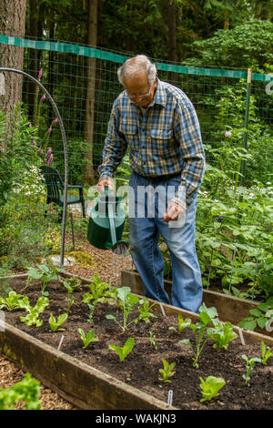 Issaquah, Washington State, USA. Älterer Mann hand - Bewässerung seiner Kopfsalat. (MR, PR) Stockfoto