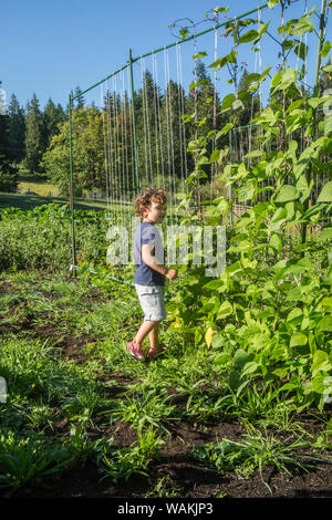 Maple Valley, Washington State, USA. Junge Blick auf Goodmother Stollard lila Pol Bohnen, mit Purpur Stangenbohnen zu seiner Linken. (MR, PR) Stockfoto