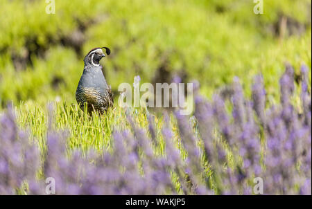 San Juan Island, Washington State, USA. Kalifornien Wachtel thront auf einem Lavendel Bush hat seine Lavendel geerntet. Stockfoto