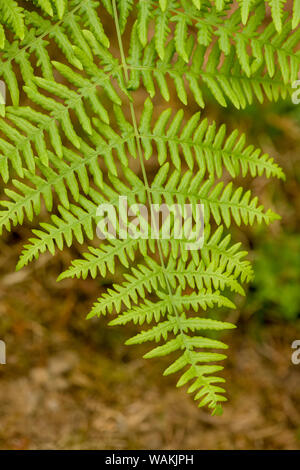 Issaquah, Washington State, USA. Bracken fern Close-up in schattigen Hof. Stockfoto