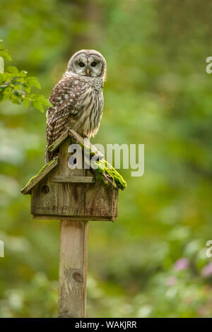 Issaquah, Washington State, USA. Gesperrt Eule auf ein altes Vogelhäuschen thront. Stockfoto