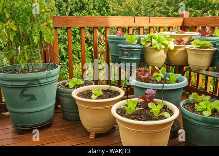 Sammamish, Washington State, USA. Bib und rote Blätter Salat und Tomaten wachsen in den Behältern auf einem Holzdeck. (PR) Stockfoto