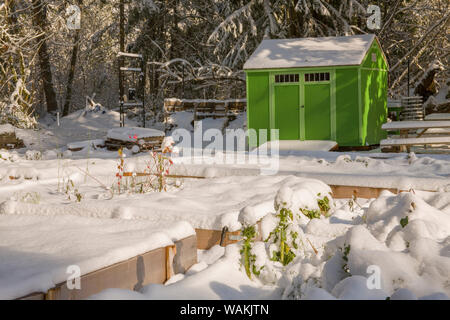 Issaquah, Washington State, USA. Verschneite Mirrormont Pea Patch Garten mit Hochbeeten und vergossen. (PR) Stockfoto