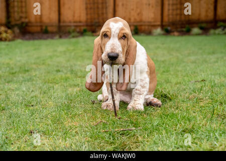 Renton, Washington State, USA. Drei Monate alten Basset Hound Kauen auf einem Stock in seinem Hof. (PR) Stockfoto