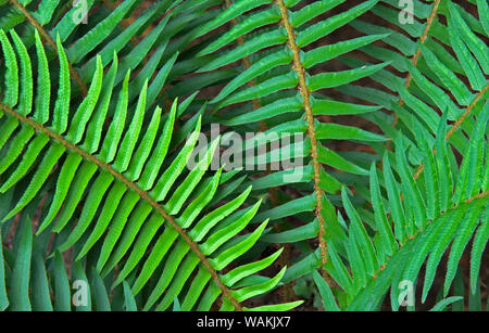 Staat Washington. Western swordfern Stockfoto