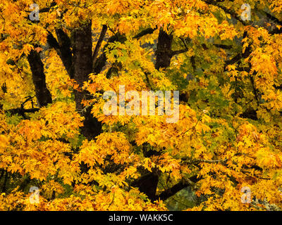 Herbstfarben im goldenen Blätter des Bigleaf maple Stockfoto