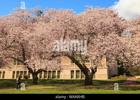 Kirschblüten im Peak Blüte, Frühling, Campus der Universität Washington, Seattle, Washington State, USA (Editorial nur verwenden) Stockfoto