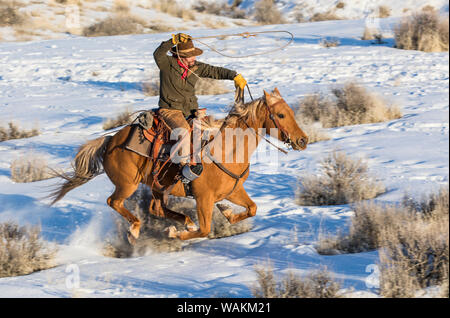 Cowboy Pferd Antrieb auf Versteck Ranch, Shell, Wyoming. Cowboy Reiten seines Pferdes. (MR) Stockfoto