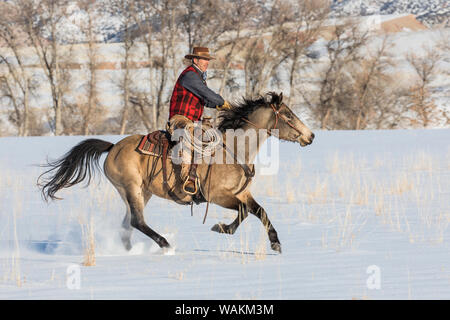 Cowboy Pferd Antrieb auf Versteck Ranch, Shell, Wyoming. Cowboy Reiten seines Pferdes. (MR) Stockfoto