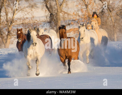 Cowboy Pferd Antrieb auf Versteck Ranch, Shell, Wyoming. Herde von Pferden im Schnee laufen mit Cowgirl. (MR) Stockfoto