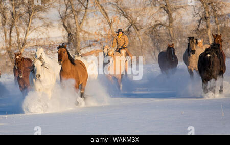 Cowboy Pferd Antrieb auf Versteck Ranch, Shell, Wyoming. Cowgirl laufen die Pferde durch den frischen Schnee. (MR) Stockfoto