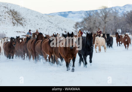 Cowboy Pferd Antrieb auf Versteck Ranch, Shell, Wyoming. Herde von Pferden im Schnee laufen, gefolgt von Cowboys und Cowgirls. (MR) Stockfoto