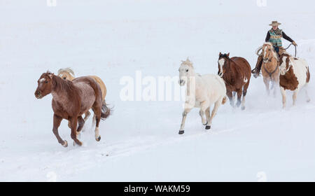 Cowboy Pferd Antrieb auf Versteck Ranch, Shell, Wyoming. Cowgirl Rundung auf eine Herde von Pferden in den weißen Bereich der Schnee. (MR) Stockfoto