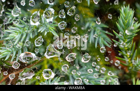 Regentropfen auf einem Spinnennetz mit Reflexionen im Wasser Stockfoto