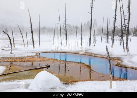 USA, Wyoming, Yellowstone National Park, schwarzer Sand Basin, opalisierende Pool. Tote Bäume umgeben ein Thermalbad mitten in einem Schneesturm. Stockfoto