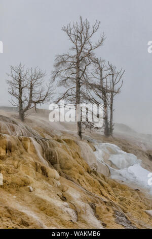 USA, Wyoming, Yellowstone National Park, Mammoth Hot Springs. Die Mineralien aus den heißen Quellen sind lebendig im golds und Umbers, während tote Bäume steif oben stehen. Stockfoto