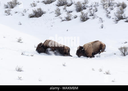 USA, Wyoming, Yellowstone National Park. Bison (Bos bison) Schwierigkeiten haben, zu Fuß durch den tiefen Schnee als ihr Gewicht nicht oben halten. Stockfoto