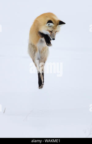 Usa, Wyoming, Yellowstone National Park. Red Fox sprang durch den Schnee zu brechen ein Nagetier zu erhalten. Stockfoto