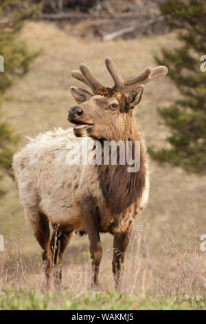 Yellowstone National Park, Wyoming, USA. Männliche Amerikanische elk bugling in einer Wiese. Stockfoto