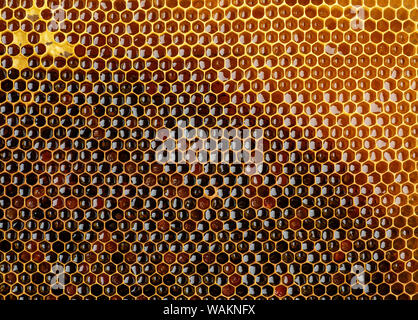 Hintergrundtextur und Muster eines Teils der Wachs Waben aus einem Bienenstock voller goldener Honig Stockfoto